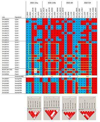 Introgression Breeding in Barley: Perspectives and Case Studies